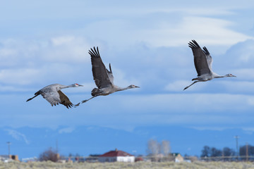 Migrating Greater Sandhill Cranes in Monte Vista, Colorado