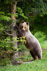 Obraz premium Curious brown bear, ursus arctos, standing in upright position and touching tree with front paws in spring. Cute Carpathian wild animal clinging to trunk in green nature.