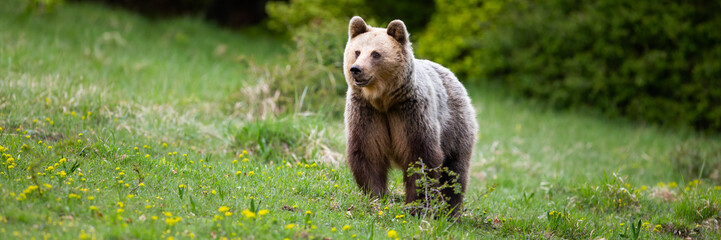 Fluffy brown bear, ursus arctos, female standing on a meadow in spring. Wide panoramic banner of curious mammal looking on meadow with short green grass in nature.