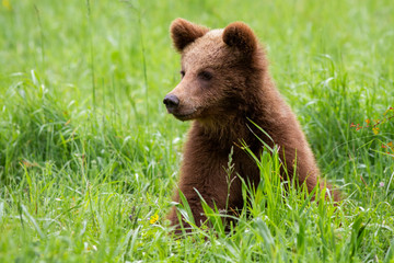 Obraz na płótnie Canvas Adorable brown bear, ursus arctos, cub sitting in spring nature with green blurred background. Lovely young animal in summer with copy space. Mammal baby from front view in wilderness.