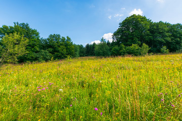 Fototapeta premium grassy meadow with wild herbs in summer. primeval beech forest around the glade. sunny summer weather with some clouds on the blue sky