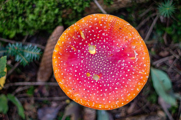 Flat red cap giant Amanita muscaria mushroom in the forest after rain summer day