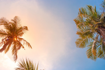 Fototapeta na wymiar palm trees on a background of blue sky with clouds
