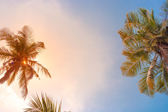 palm trees on a background of blue sky with clouds