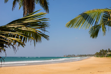 palm leaves against the blue sky on the ocean