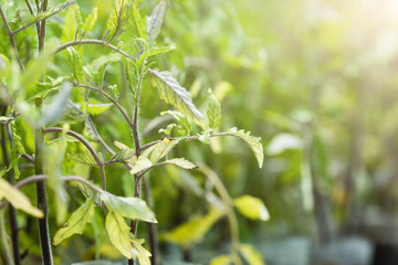 Seedling tomato in tray for sprout in greenhouse