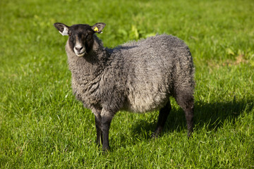 Fototapeta premium Lofoten Islands / Norway - August 28, 2017: A sheep in a field, Lofoten Islands, Nordland, Norway, Scandinavia, Europe