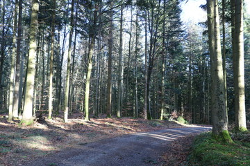 forest road and big trees