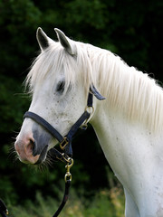 Grey Horse Headshot