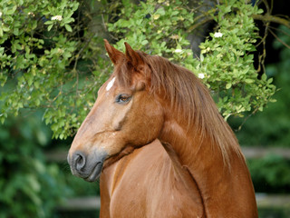 Chestnut Horse Headshot