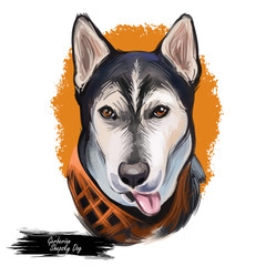 Gerberian Shepsky dog digital art illustration isolated on white