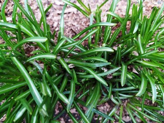Green large grass blades on the ground in spring day, natural background or texture