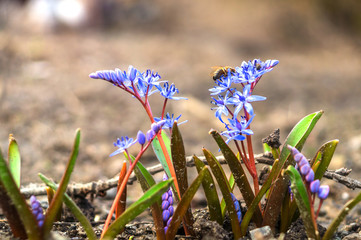 Flowers bllue two-leaf squill, Alpine-squill or scilla bifolia in forest - obrazy, fototapety, plakaty