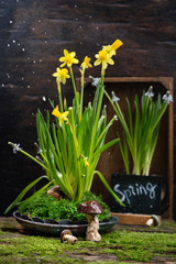 Young Daffodils, hyacinths and Muscari in beautiful decorations on boards with moss. Decorative interior for Spring. Original Decorate indoor with flowers