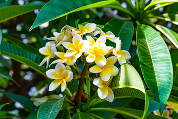 Beautuful white and yellow plumeria flowers on a plumeria tree.
