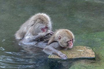 Obraz premium 地獄谷野猿公苑のニホンザル