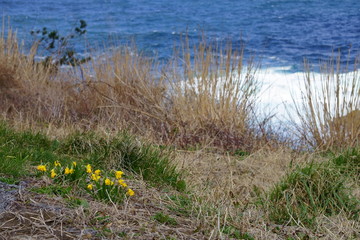 Obraz na płótnie Canvas 海岸線の草原に咲く黄色いミニ水仙