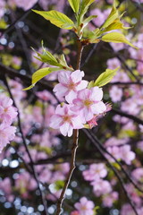 早春に咲く河津桜