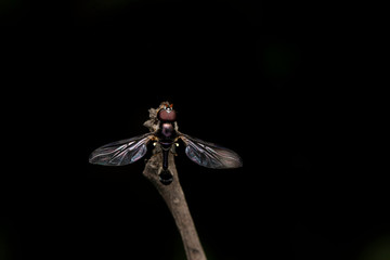 Allobaccha apicalis, Hoverfly, Pune, Maharashtra, India