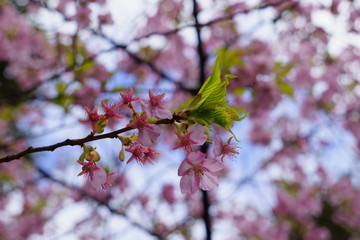 散り際の河津桜