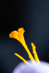 Fototapeta na wymiar Saffron flower orange stigma close up. Macro shot of an early spring flower.