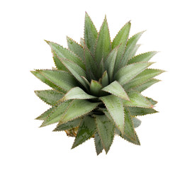 Pineapple crown isolated on white background.