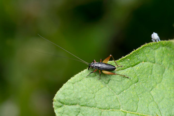 Dorsal Of Bush Cricket, Trigonidium humbertianum, Pune, Maharashtra, India