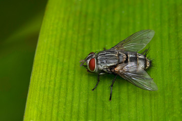 Flesh fly, Sarcophaga bercaea, Sarcophagidae, Pune , Maharashtra, India