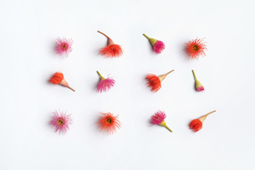 Australian native eucalyptus tree flowering gun nuts in beautiful reds and purples, photographed from above on a white background.