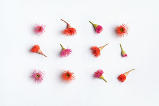 Australian native eucalyptus tree flowering gun nuts in beautiful reds and purples, photographed from above on a white background.