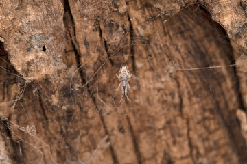 Hackled Mesh web spider, Uloborus bigibbosus, Uloboridae, Pune, Maharashtra, India