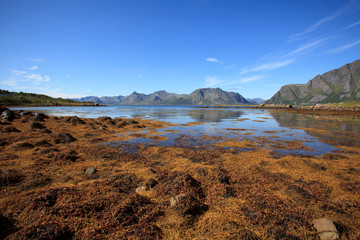 Obraz premium Lofoten Islands / Norway - August 30, 2017: Lofoten landscape, Lofoten Islands, Nordland, Norway, Scandinavia, Europe