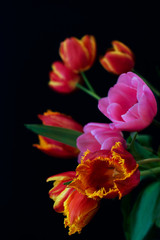 Obrazy na Szkle  Wielobarwny bukiet tulipanów na białym tle na czarnym backround. Ścieśniać