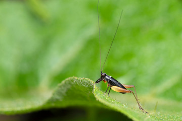 Lateral Of Bush Cricket, Trigonidium humbertianum, Pune, Maharashtra, India