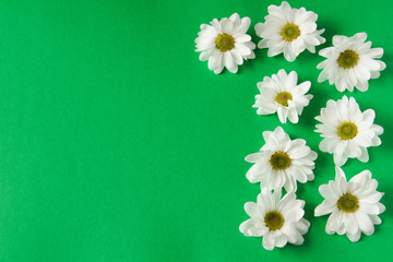 White chrysanthemum with a is green core, and beautiful petals. Close-up. White flowers. On a green background.