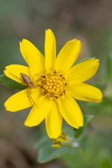 Lynx spider on yellow flower, Oxyopes pankaji, Pune, Maharashtra, India