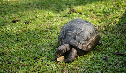 Aldabra giant tortoise nature