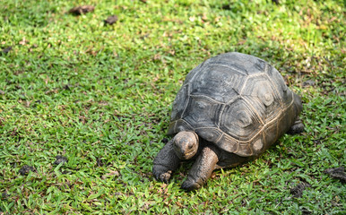Naklejka na ściany i meble Aldabra giant tortoise nature
