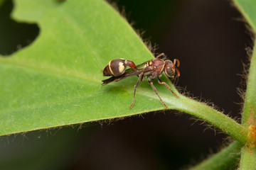Nymph, Red Paper Wasp, Ropalidia marginata, Bhimashankar, Maharashtra, India