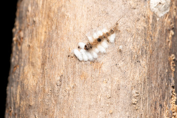 Parasitized caterpillar with wasp eggs, Pune, Maharashtra, India