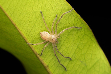 Young Olios milleti, Huntsman Spider, Sparassidae, Pune, Maharashtra, India