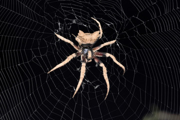 Tree stump spider, Poltys illepidus, Araneidae, Lonand, Satara, Maharashtra, India