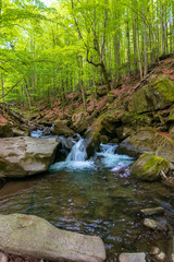 water stream in the beech forest. beautiful nature scenery in spring, trees in fresh green foliage. mossy rocks and boulders on the shore. warm sunny weather