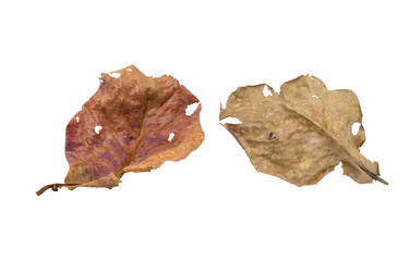 Leaves on a white background Terminalia catappa (clipping path)