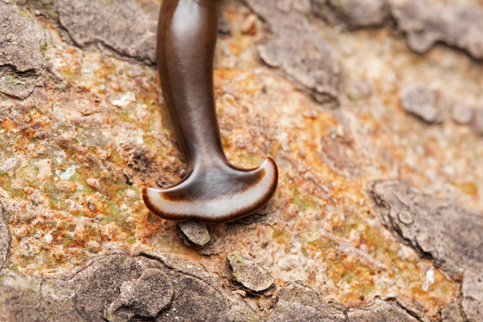 Humbertium sp on bark, Hammer headed slug, Family Bipaliidae