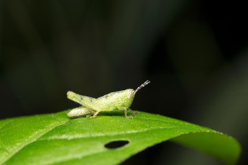Lateral of Hieroglyphus banian, rice grass hopper (Fabricius) Juvenile