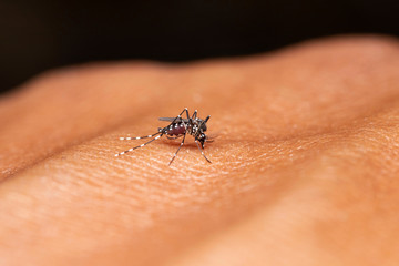 Malaria, Dengue Carrier, Female Anopheles mosquitoes, Biting