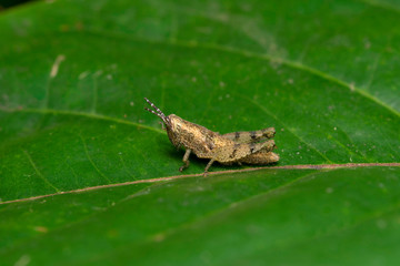 Short horned Grasshopper, Pezotettix giornae, Pune, Mharashtra, India