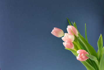 Bouquet of flowers, pink tulips on a violet blue background