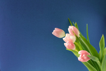 bouquet of tulips on background of blue sky